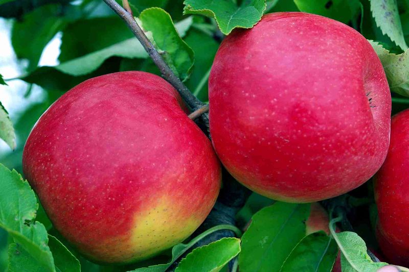 Premium Fresh Fuji Apple (1kg)