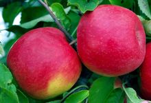 Premium Fresh Fuji Apple (1kg)